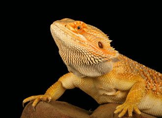 Bearded Dragon (Pogona vitticeps)
