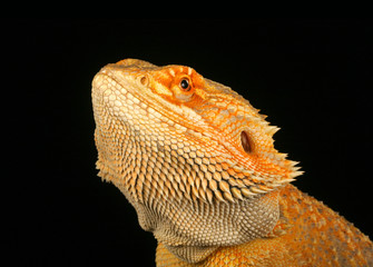 Bearded Dragon (Pogona vitticeps)