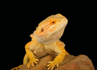 Bearded Dragon (Pogona vitticeps)