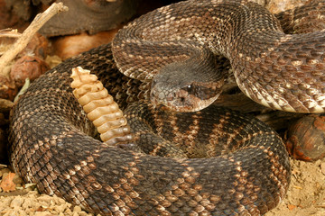 Portrait of a Rattlesnake.