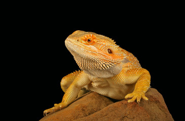 Bearded Dragon (Pogona vitticeps)