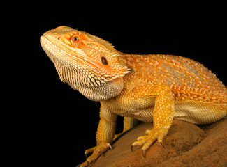 Bearded Dragon (Pogona vitticeps)