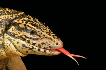 Golden Tegu.