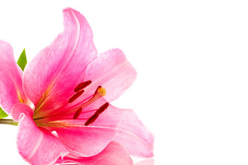 Fototapeta na wymiar Lily flower on white background