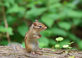 立ち上がるエゾシマリス