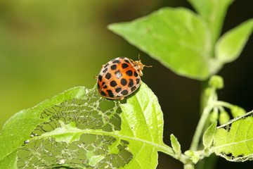 ladybug