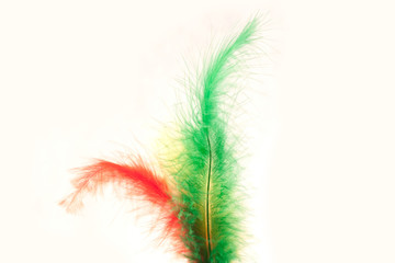 Obraz premium Feathers