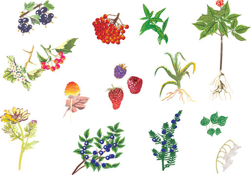 illustration with medicinal plants collection