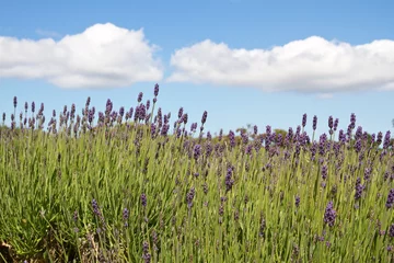 Crédence de cuisine en verre imprimé Lilas Lavendelanbau auf den Kanalinseln