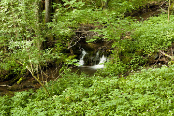 Wasser im Grünen