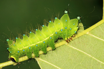 Fototapeta premium green insects larvae