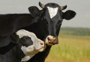 cow and her calf kissing - 32963675