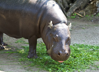 Hippopotamus intending to eat some fresh grass