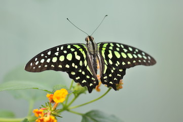 Graphium agamemnon