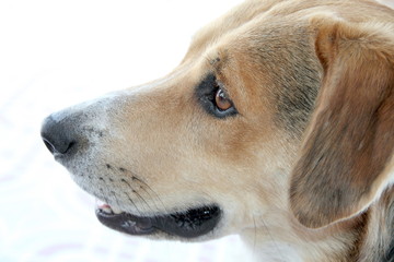 Head of young dog