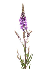 Naklejka premium Purple Loosestrife