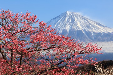 Mt. Fuji with Japanese Plum Blossoms - obrazy, fototapety, plakaty