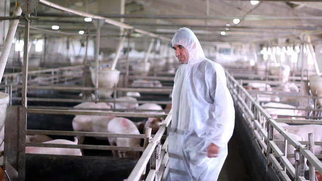 Modern Pig Farm - Veterinarian At Work