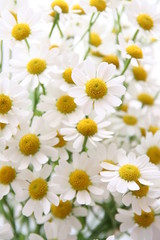 Chamomile