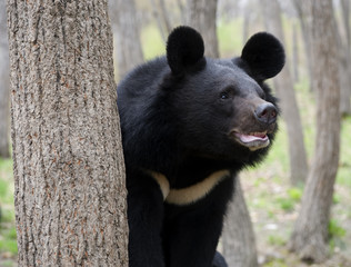 Himalaya bear