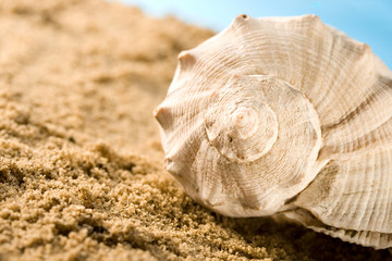 Seashell in sand