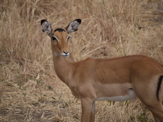 Impala on African plains