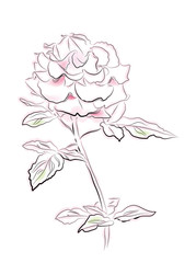 vintage illustration of pink rose