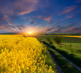 Summer Landscape with a field of yellow flowers. Sunrise