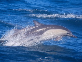 Fototapeta premium Delphine