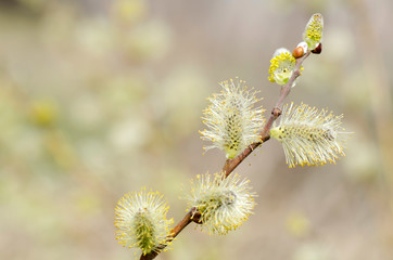 Branch of a willow