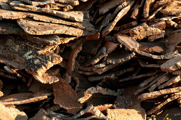 Cork wood slices in Sardinia, Italy