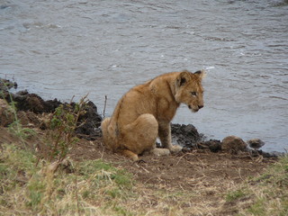 Lion cub drinking
