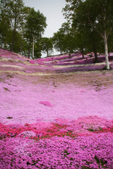 phlox park