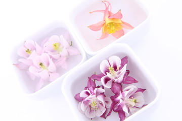 Columbine flowers floating in bowls on white background