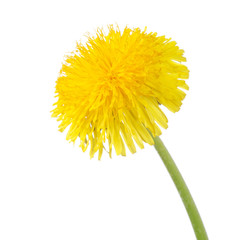 Naklejka premium Yellow dandelion isolated on a white