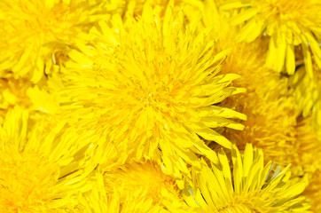 The yellow fresh dandelion as background