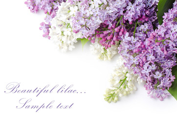 Beautiful lilac isolated on white background