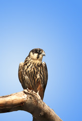 Kestrel On Blue