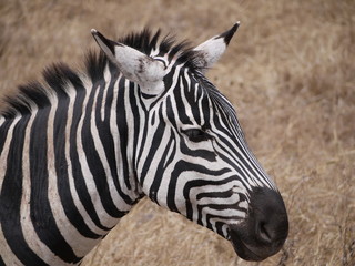 Zebra head shot