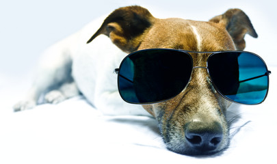 Dog in Shades