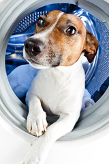 Hund in Waschmashine