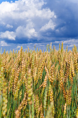 Ears of wheat