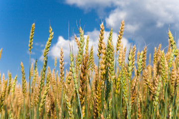 Obraz premium Ears of wheat