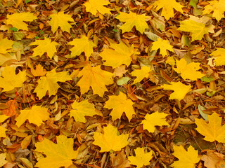 Yellow Leaf Background