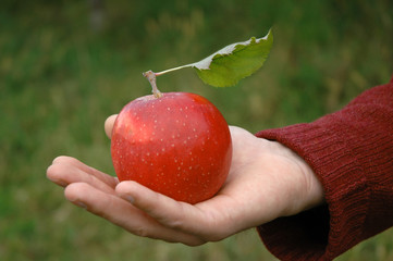 roter apfel auf der hand