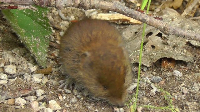 Feldmaus - Microtus arvalis - 2 Szenen