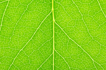 Green leaf of a lilac