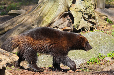 Wolverines