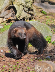 Wolverines