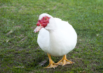 Muscovy  Duck